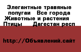Элегантные травяные попугаи - Все города Животные и растения » Птицы   . Дагестан респ.